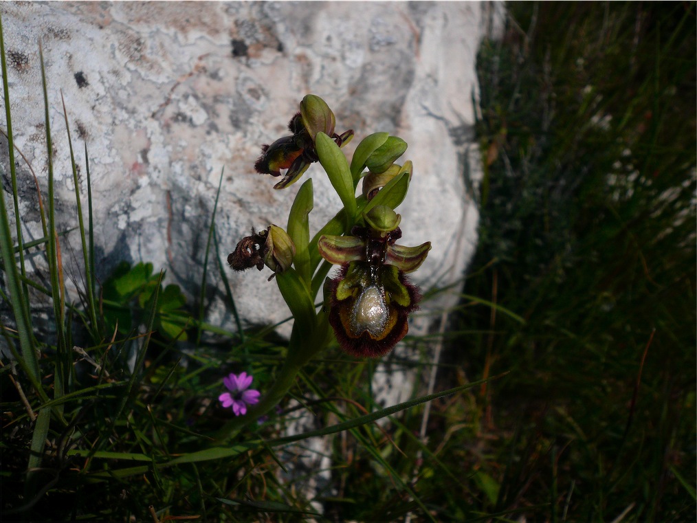 Alcune orchidee del Mont''Albo